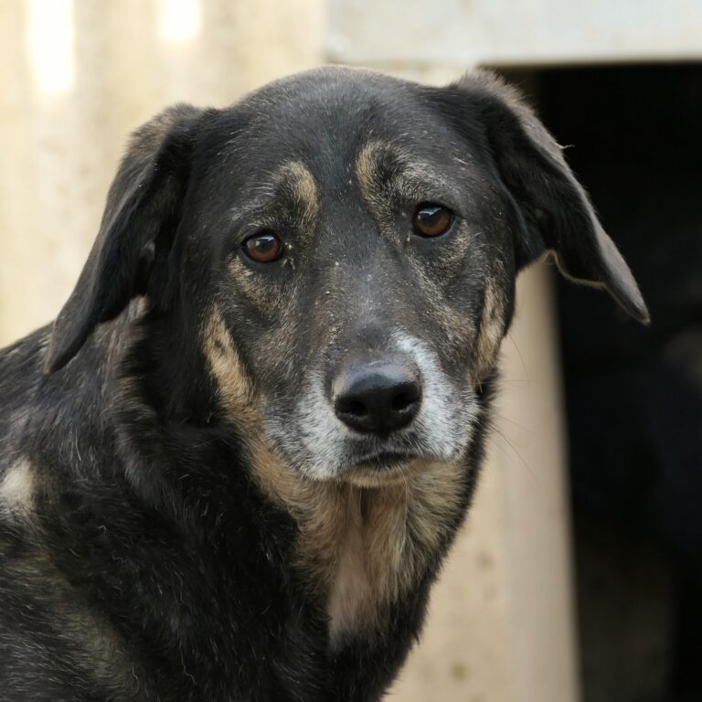 - Pfotenherz-Tierschutz mit Verstand e.V.