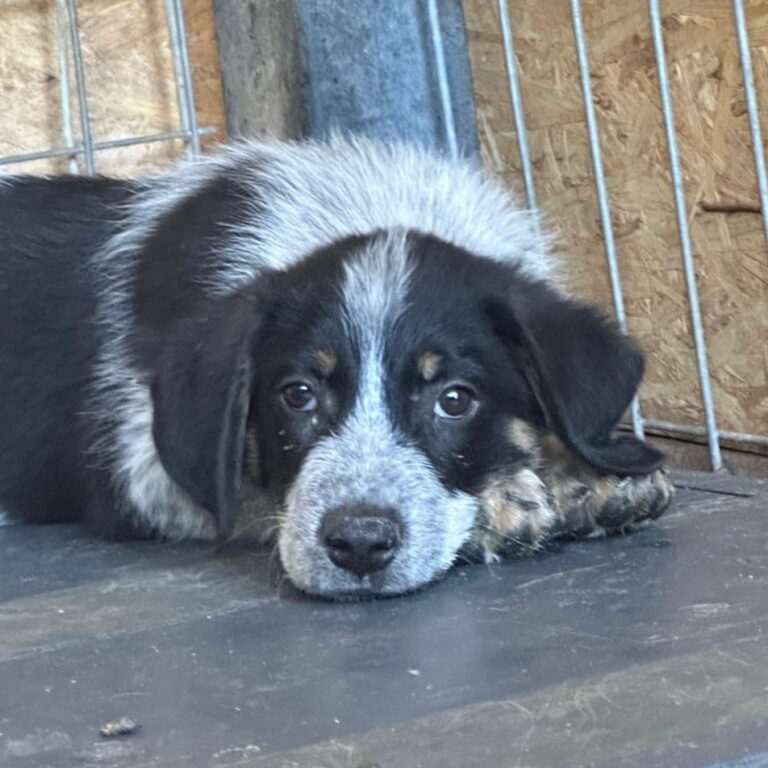 - Pfotenherz-Tierschutz mit Verstand e.V.