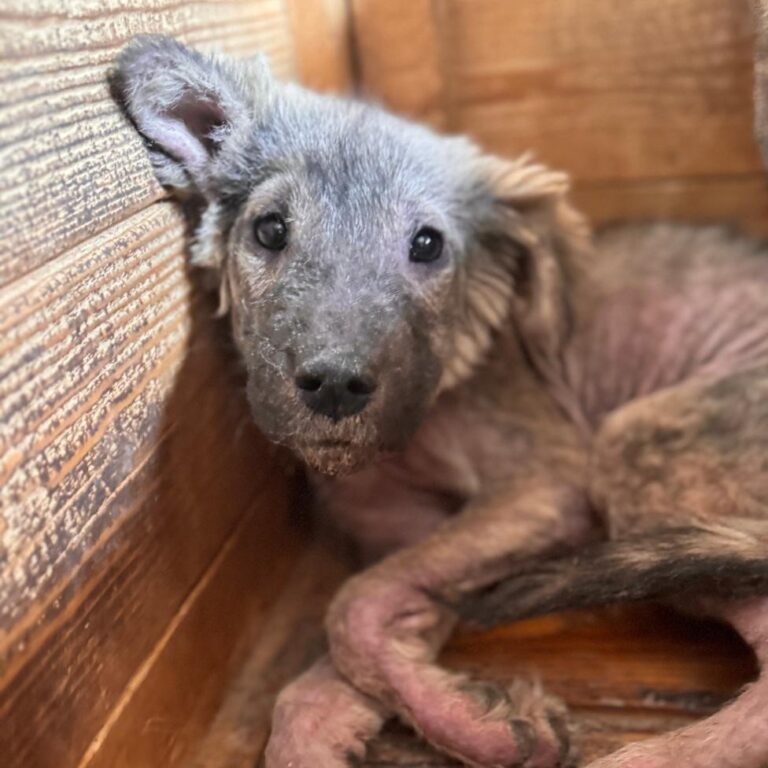 - Pfotenherz-Tierschutz mit Verstand e.V.