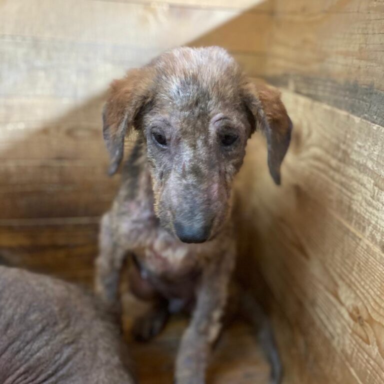 - Pfotenherz-Tierschutz mit Verstand e.V.