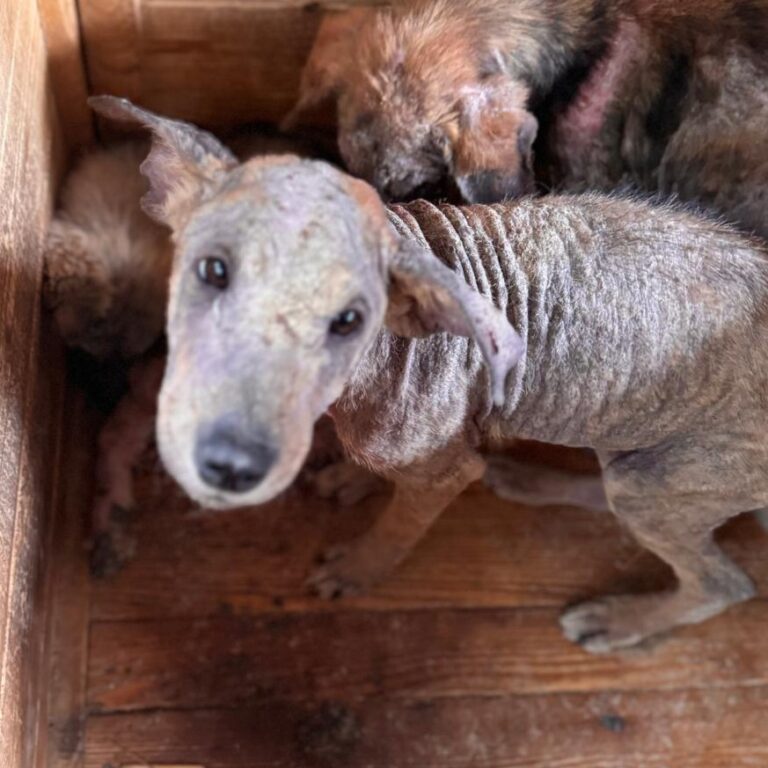 - Pfotenherz-Tierschutz mit Verstand e.V.