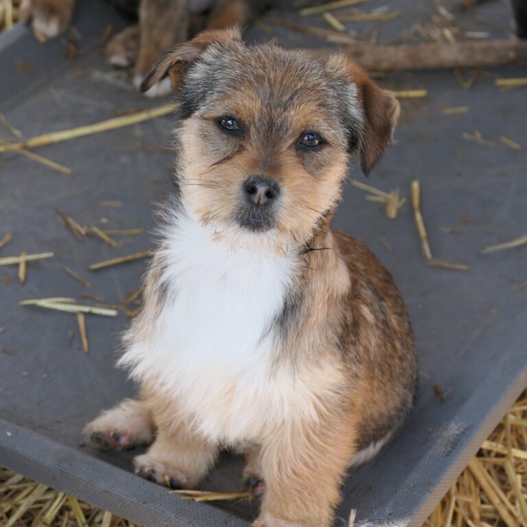 - Pfotenherz-Tierschutz mit Verstand e.V.